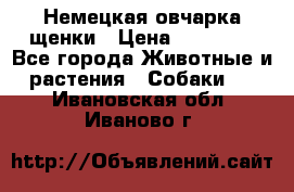 Немецкая овчарка щенки › Цена ­ 20 000 - Все города Животные и растения » Собаки   . Ивановская обл.,Иваново г.